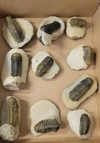 Lot: Misc Devonian Trilobites From Morocco - Pieces #190357